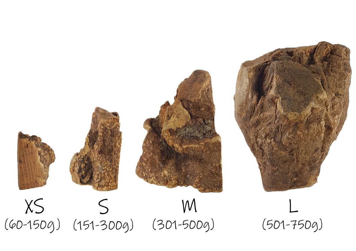 Bimordiscos Raíz De Brezo Para Perros. Xs_3