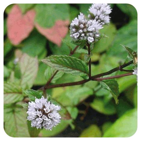 Aceite esencial Menta piperita Pranarôm 10 ml
