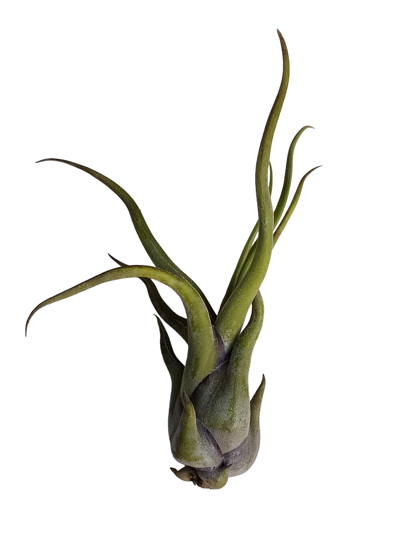 Tillandsia Medusa Clavel Del Aire Tillandsias
