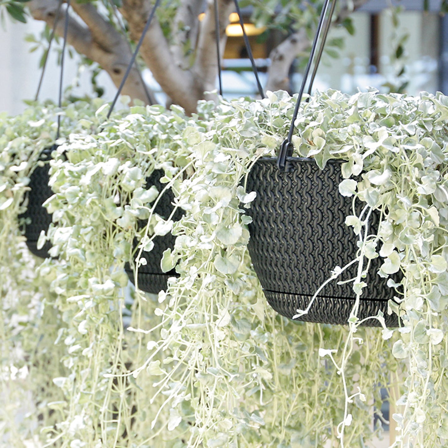 Maceta Redonda Colgante 4,8l Prosperplast Splofy Round W De Plastico En Color Mocca, Ø27 X 16,6 Cm