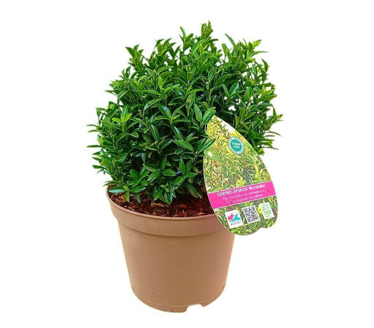 Euonymus Microphyllus M22