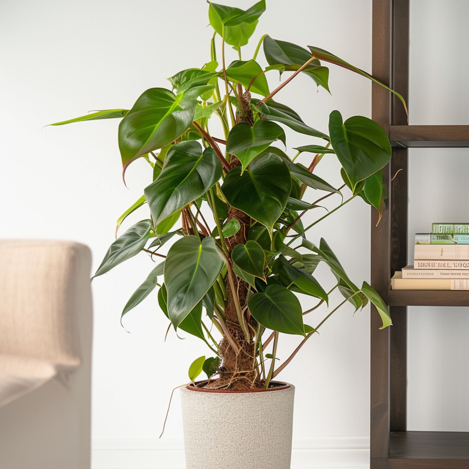 Filodendro - Philodendron Red Emerald Kratiste - Altura 70-80cm - ⌀19cm