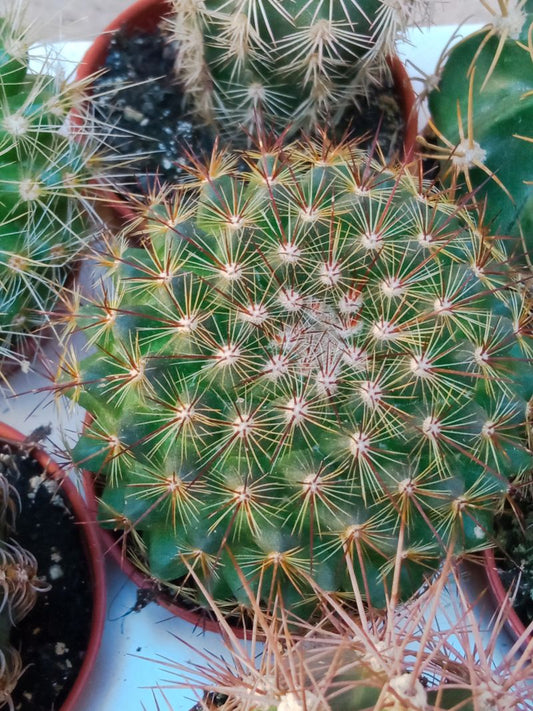 Mammillaria Discolor Cactus Ø 5cm Planta