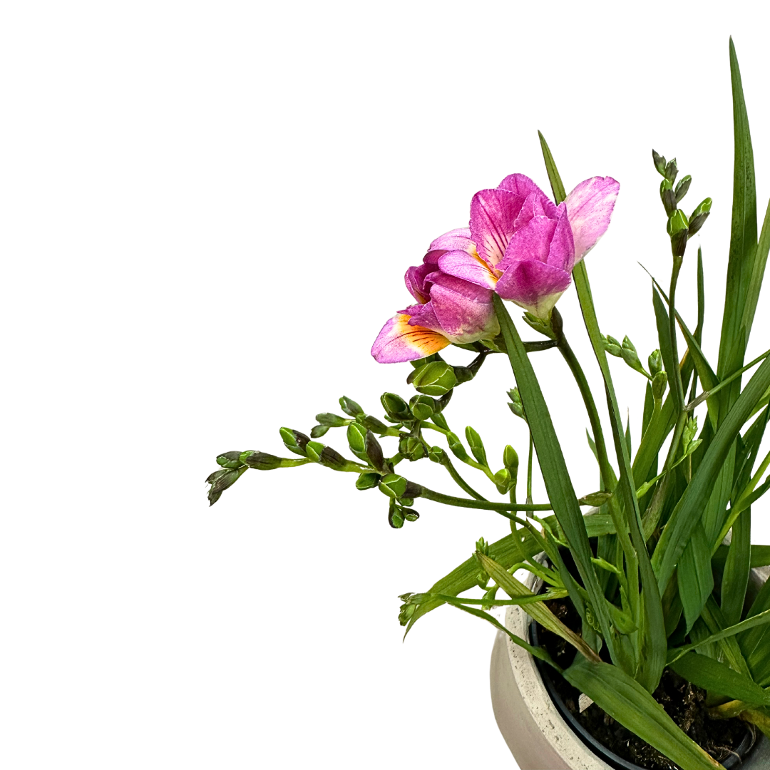 Freesia Colores Variados M14_1