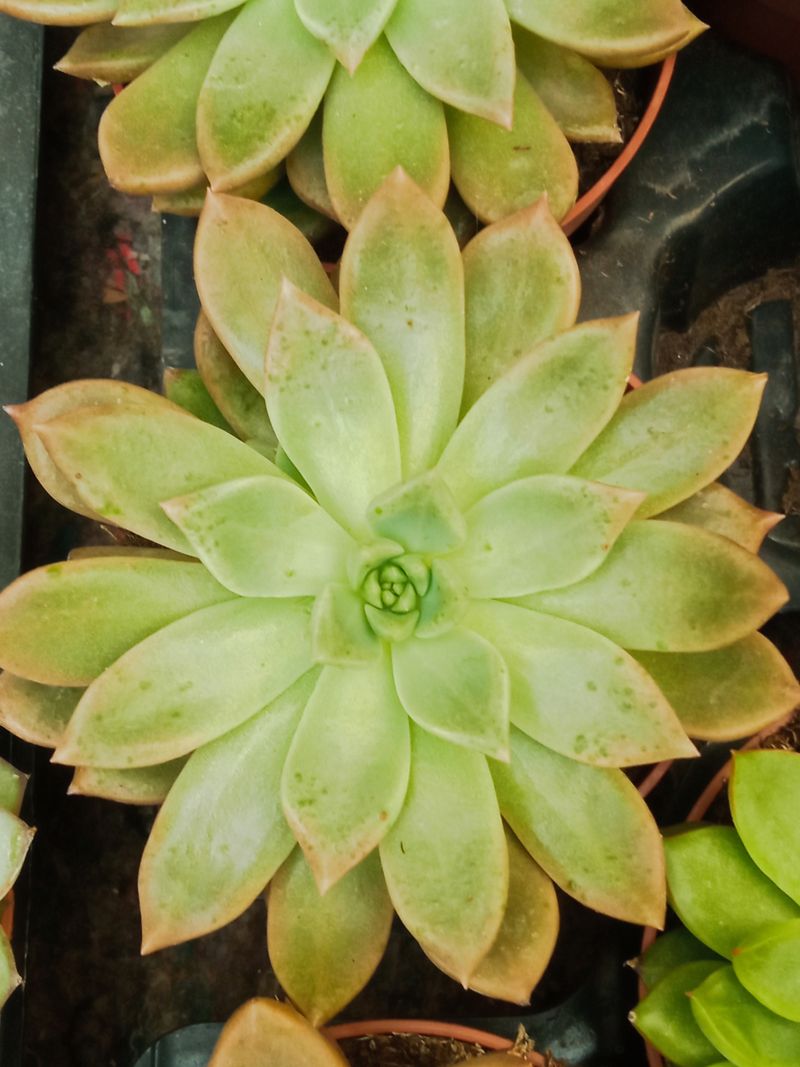 Suculentas Y Cactus Variedad #54 Planta Sin Id