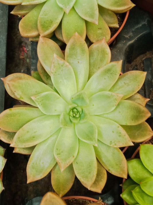 Suculentas Y Cactus Variedad #54 Planta Sin Id