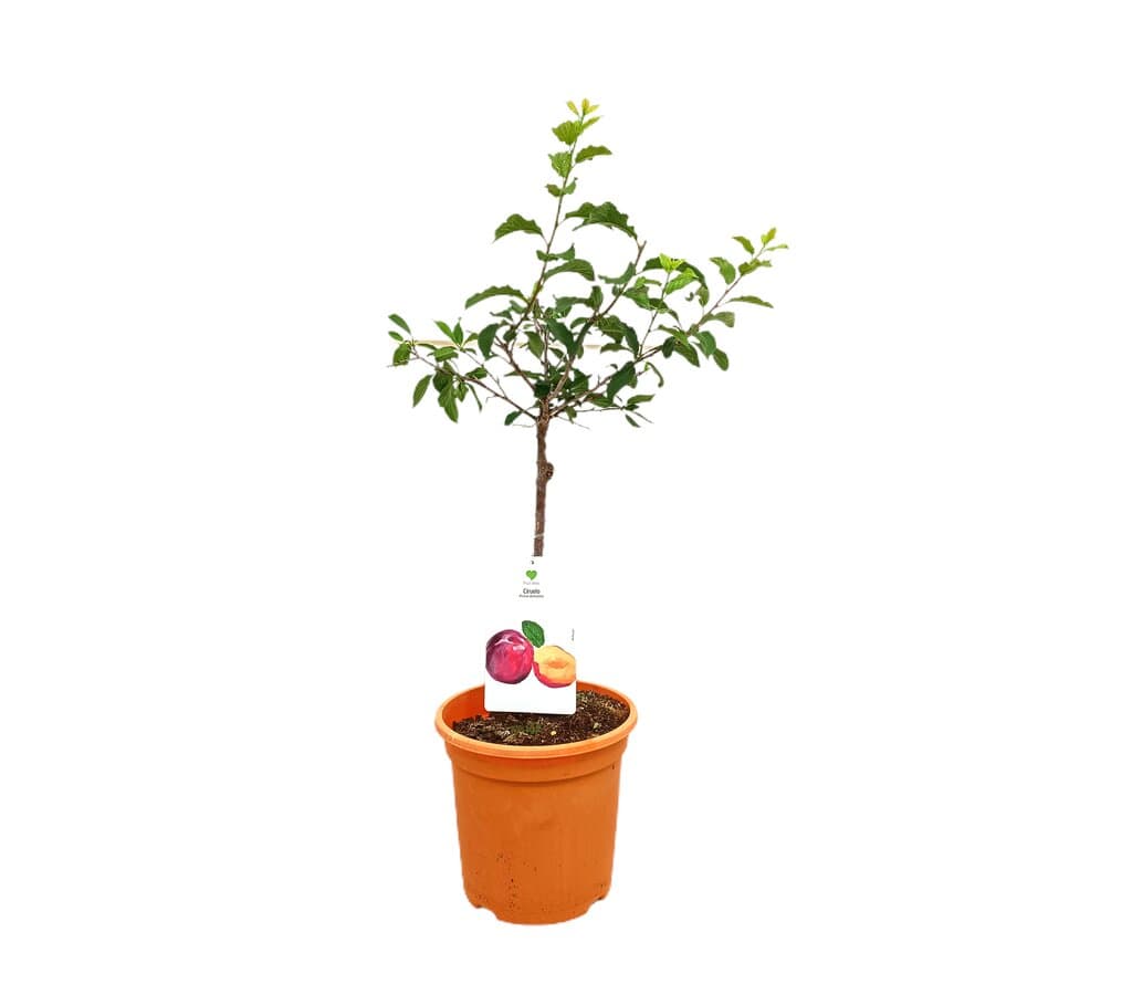 Ciruelo Enano M26 70cm_0