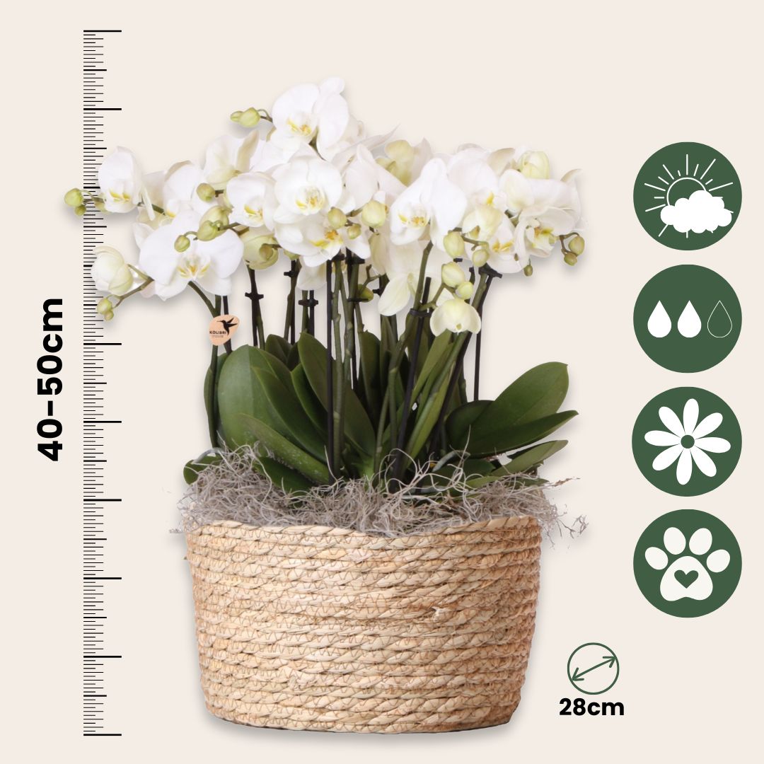 Orquídea En Cesta Blanca - Phalaenopsis - Altura 40–50cm - ⌀28cm