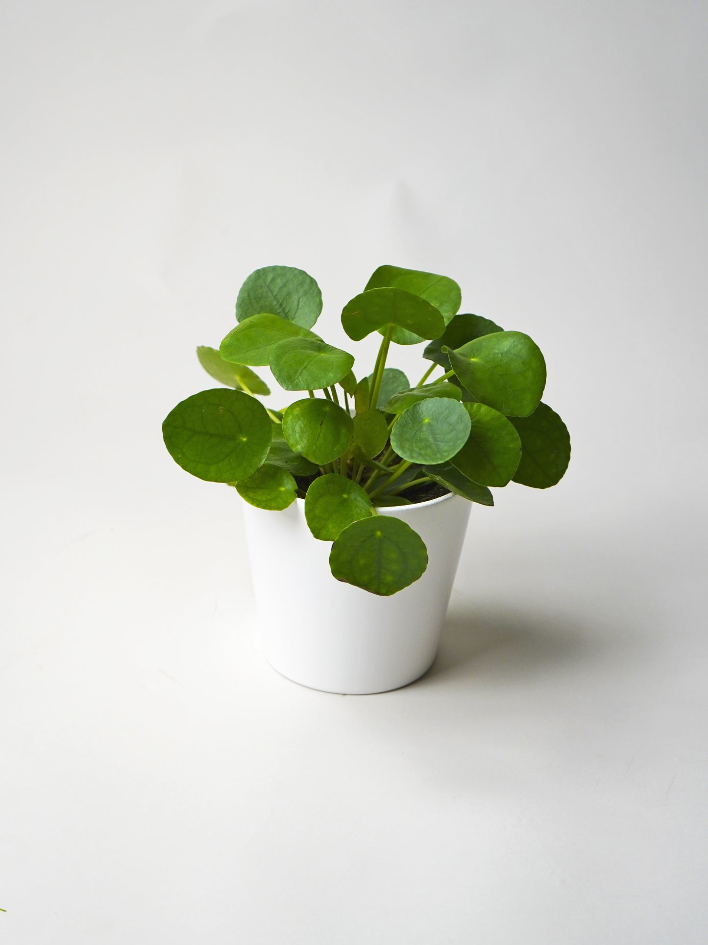 Pilea Peperomioides | Altura 25cm - Maceta 12cm
