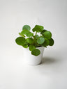 Pilea Peperomioides | Altura 25cm - Maceta 12cm