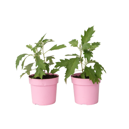 Hortensia - 2 Pzs - Hydrangea 'ice Crystal' - Altura 25-40cm - ⌀19cm