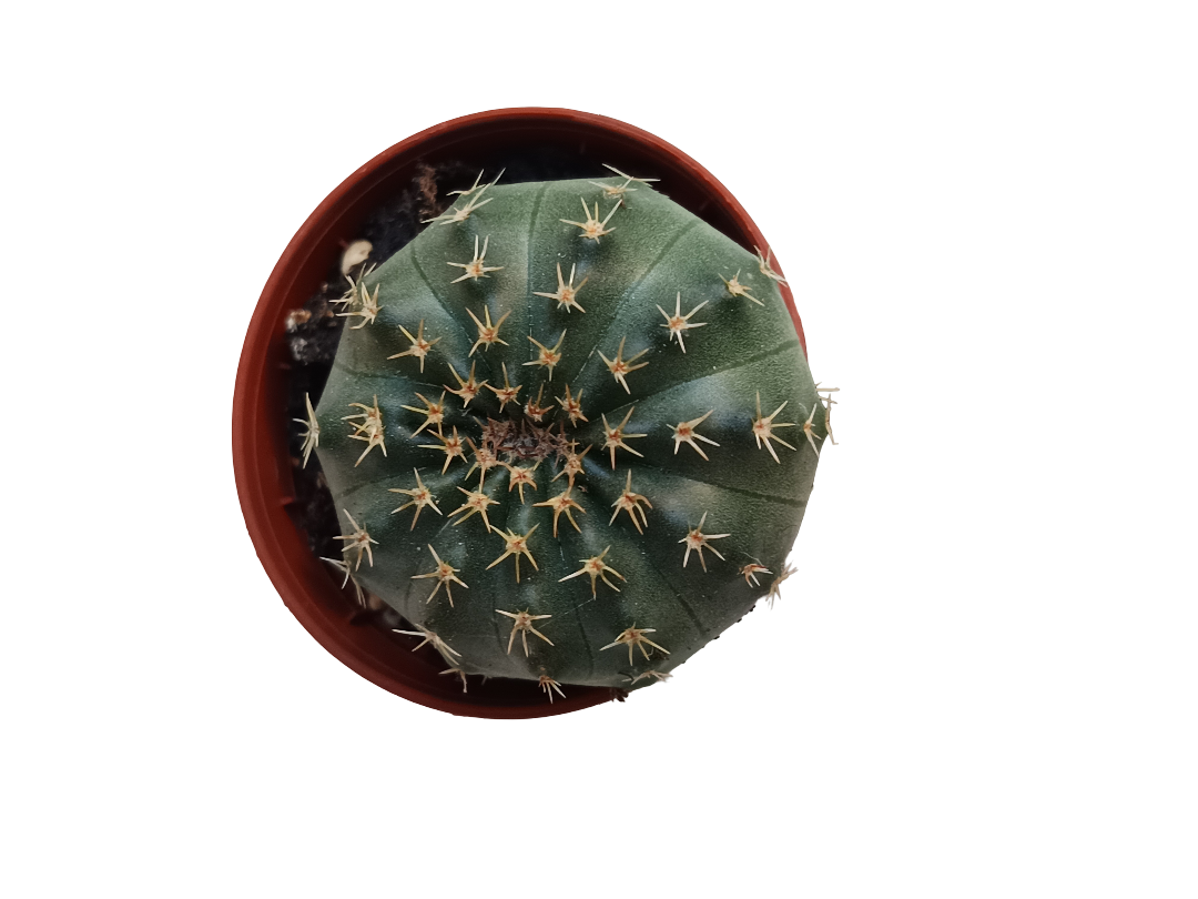 Gymnocalycium Stellatum Planta Suculenta Cactus Ø5_0