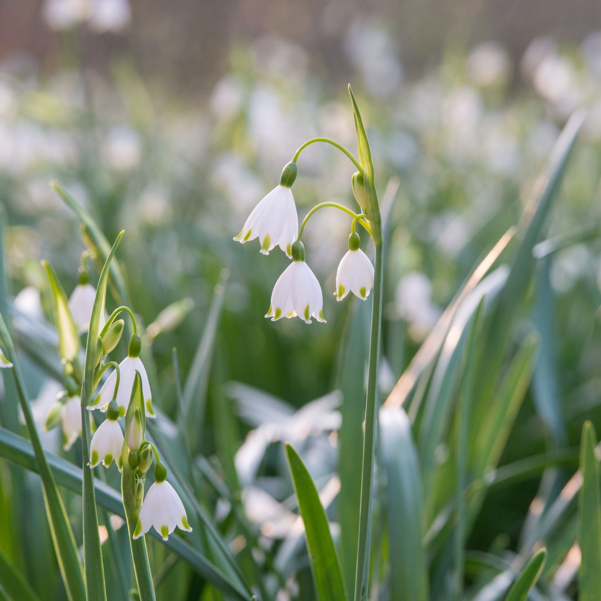 Campanilla De Verano - 40 Pzs - Leucojum Aestivum - Bulbos De Flores - Blanco