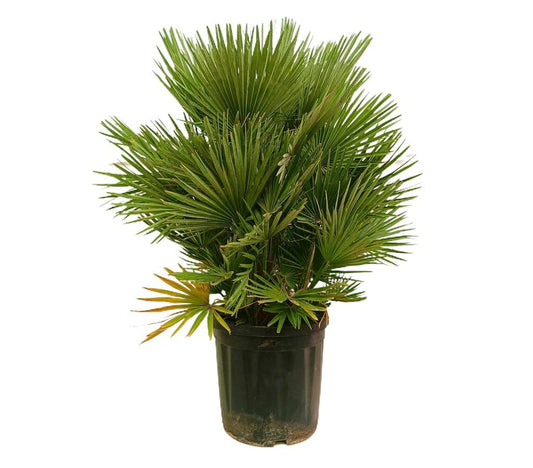 Chamaerops Humilis M36 80-110cm