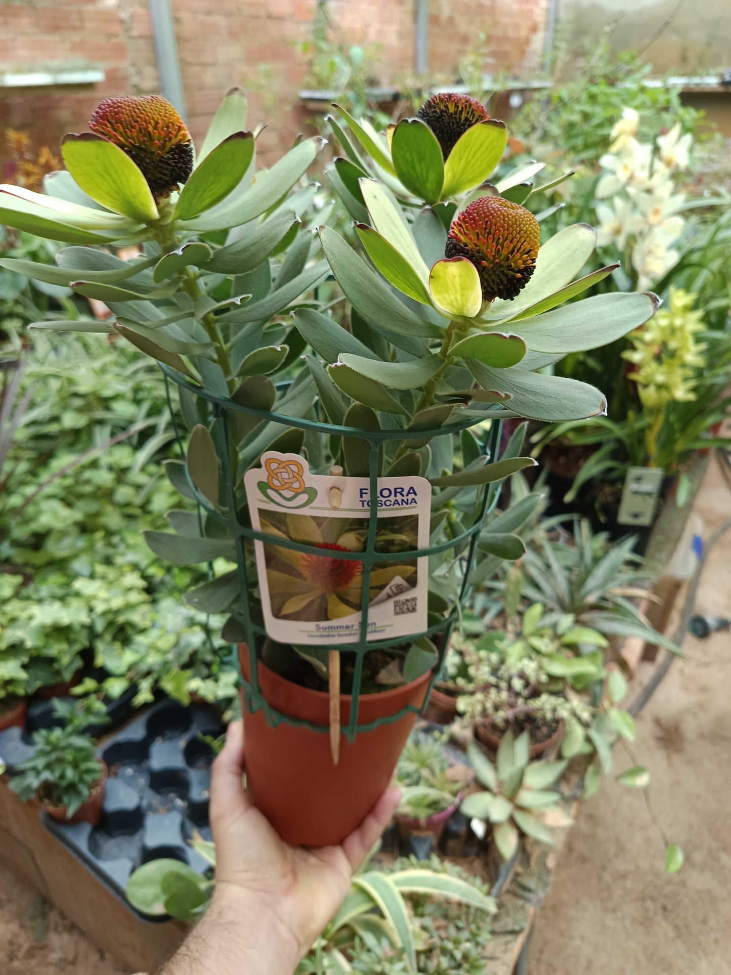 Olivo Ø5 altura 35 cms planta ideal para bonsai o decoración