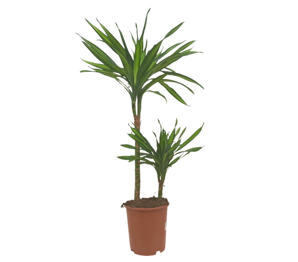 Dracena Ricky 2 Troncos 15-45 M19 90cm_0