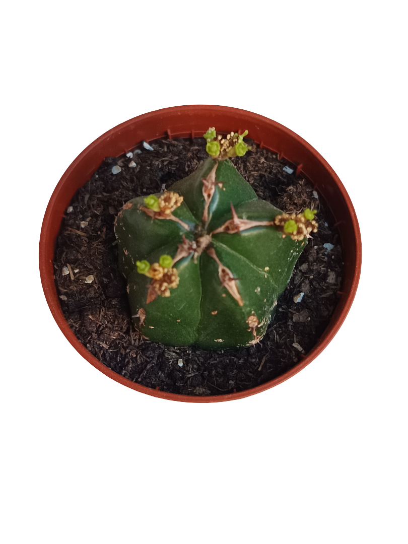 Euphorbia Handiensis Planta Suculenta Ø5_0