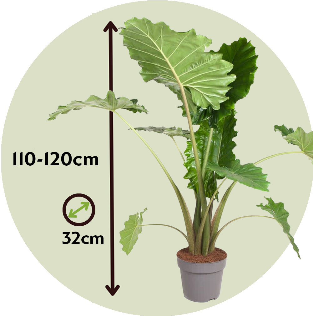 Oreja De Elefante - Alocasia 'portodora' - Altura 110-120cm - ⌀32cm
