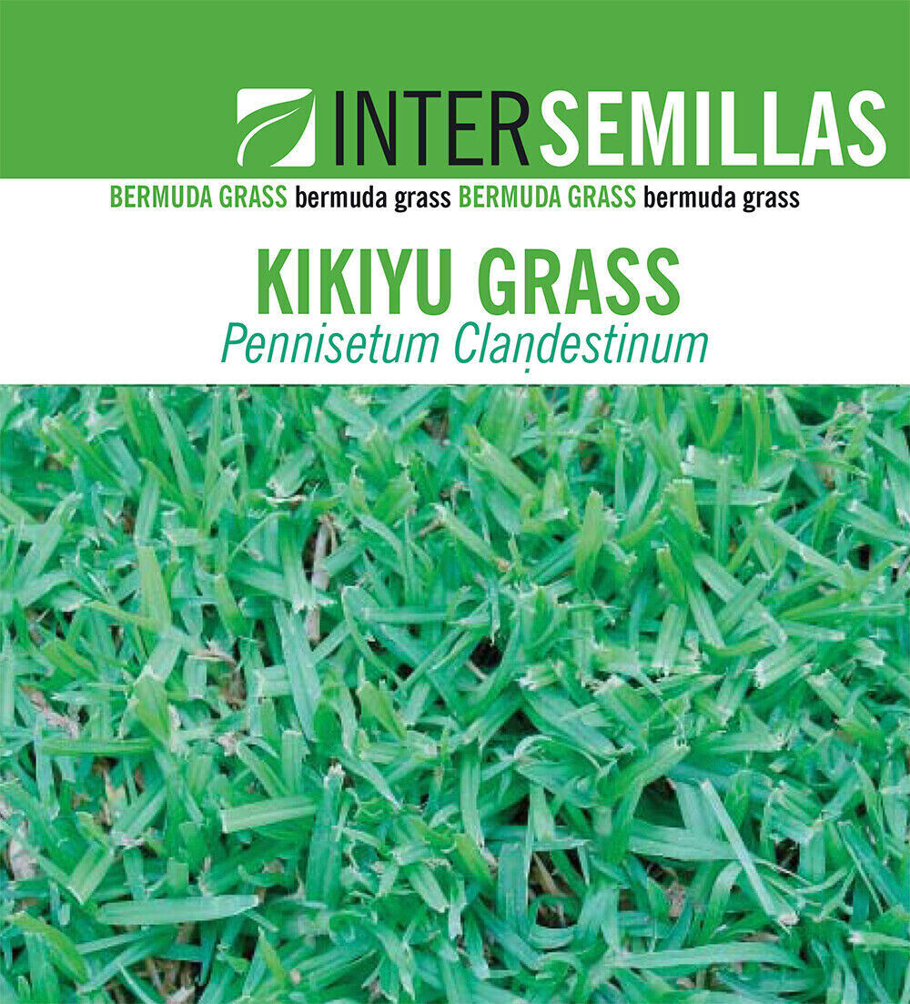 Semillas De Cesped Kikuyu Grass Caja De 1 Kg.