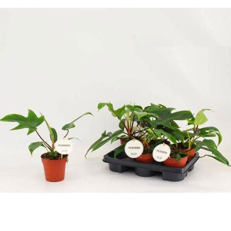 Philodendro Florida Green Planta De Interior Ø12 - 1 Und