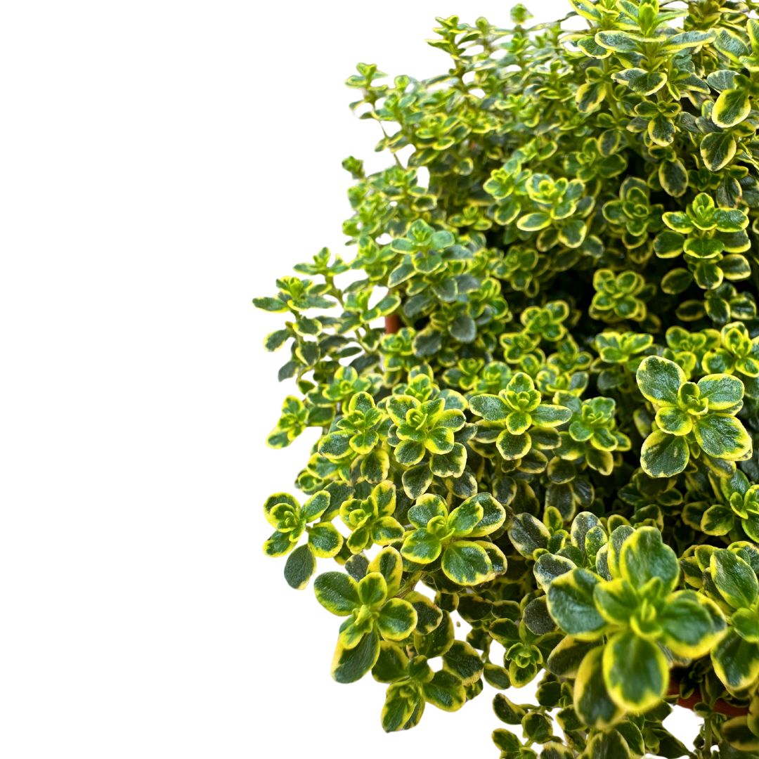 Tomillo Limón Planta Aromática Y Medicinal (thymus Citriodorus)