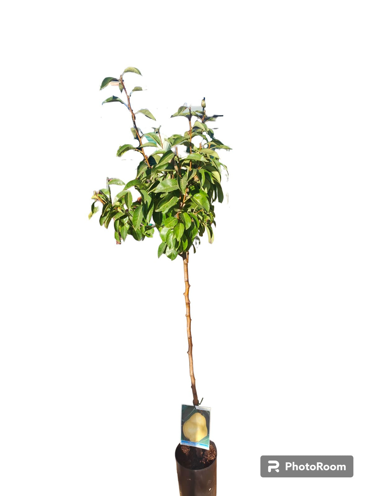 Peral Comice Maceta 140CM_0