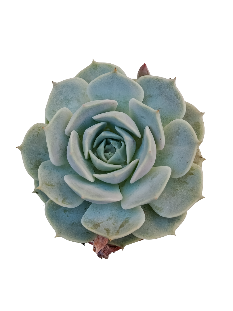 Echeveria Elegans Ø5 Planta Suculenta De Sol_0