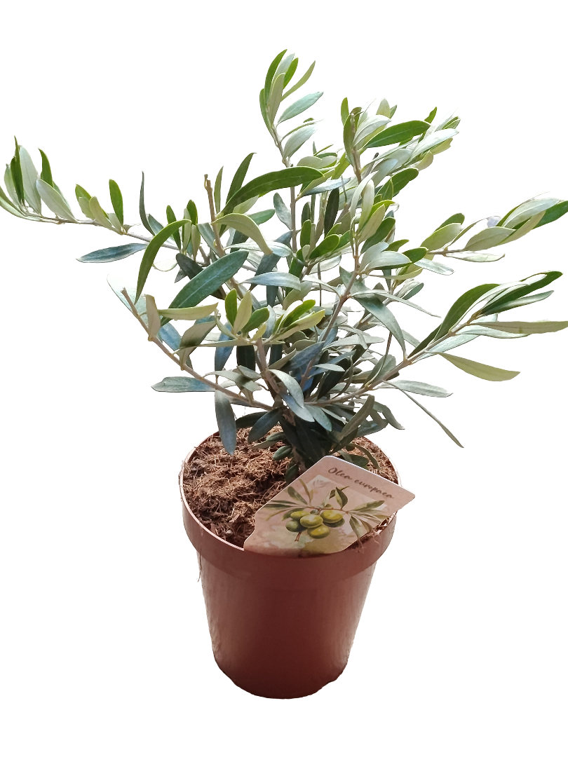 Olivo Ø14 Altura 35 Cms Planta Ideal Para Bonsai O Decoración_0