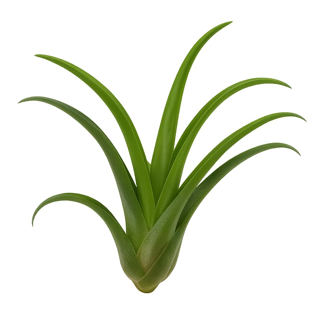 Lote 5 Plantas del Aire Selectas; plantas del aire, tillandsias, 5 ejemplares diferentes; Curiosarium; tamaños varios_1