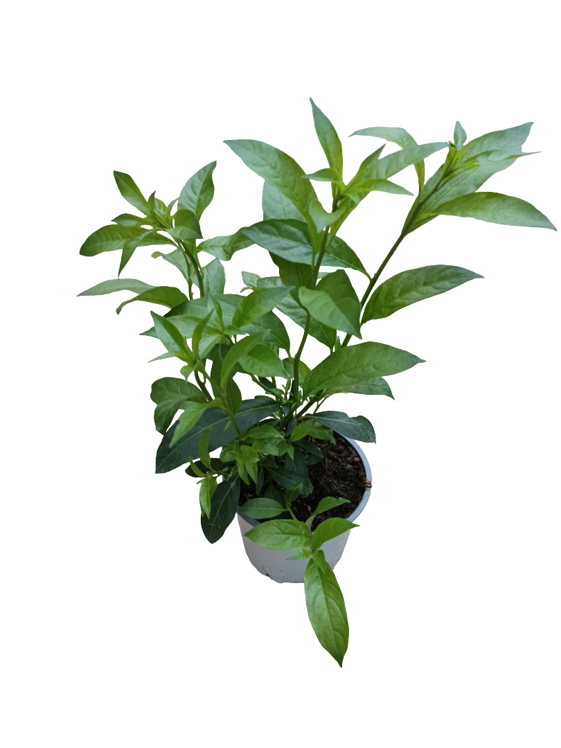 Galan De Noche Cestrum Nocturnum Planta De Olor