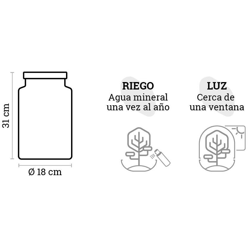 Terrario Irati Ficus Retusa Ø18 x 31 cm