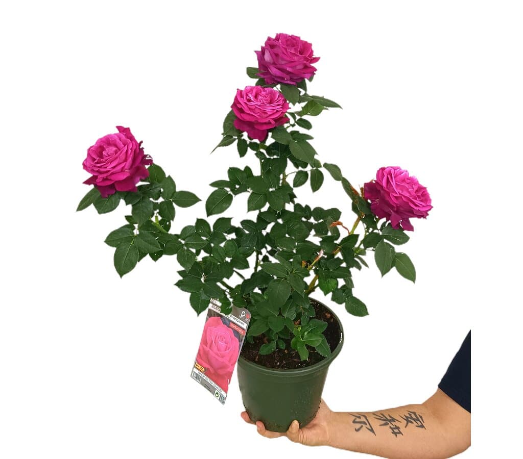 Rosal Meilland M20_0