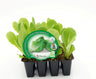 Pack Plantones Lechuga Cogollo 12 Ud. Natural - Fitoralia
