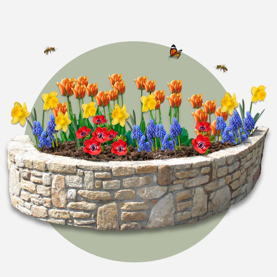 Jardín De Bulbos Colorido - 125 Pzs - Bulbos De Flores