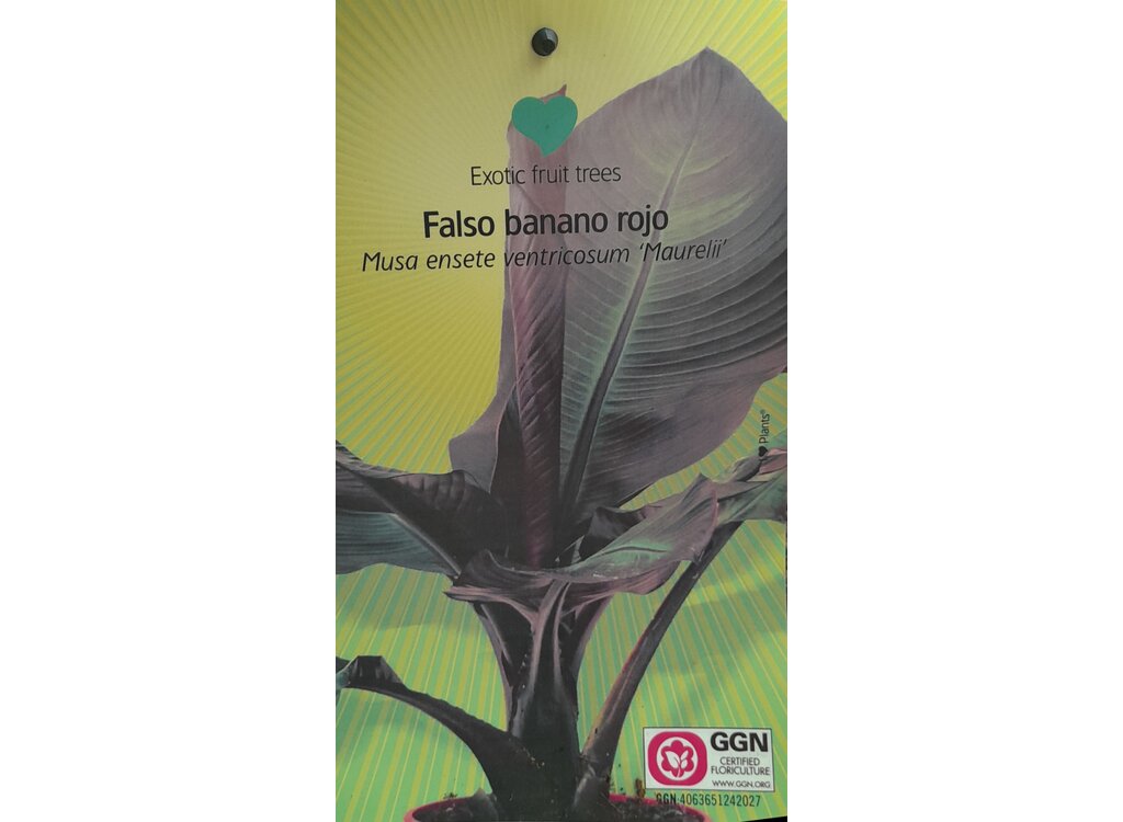 Musa Ensete Maurelli M22 80-100cm (banano Rojo)_2