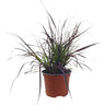 Pennisetum Setaceum Rubrum M17 25-35cm