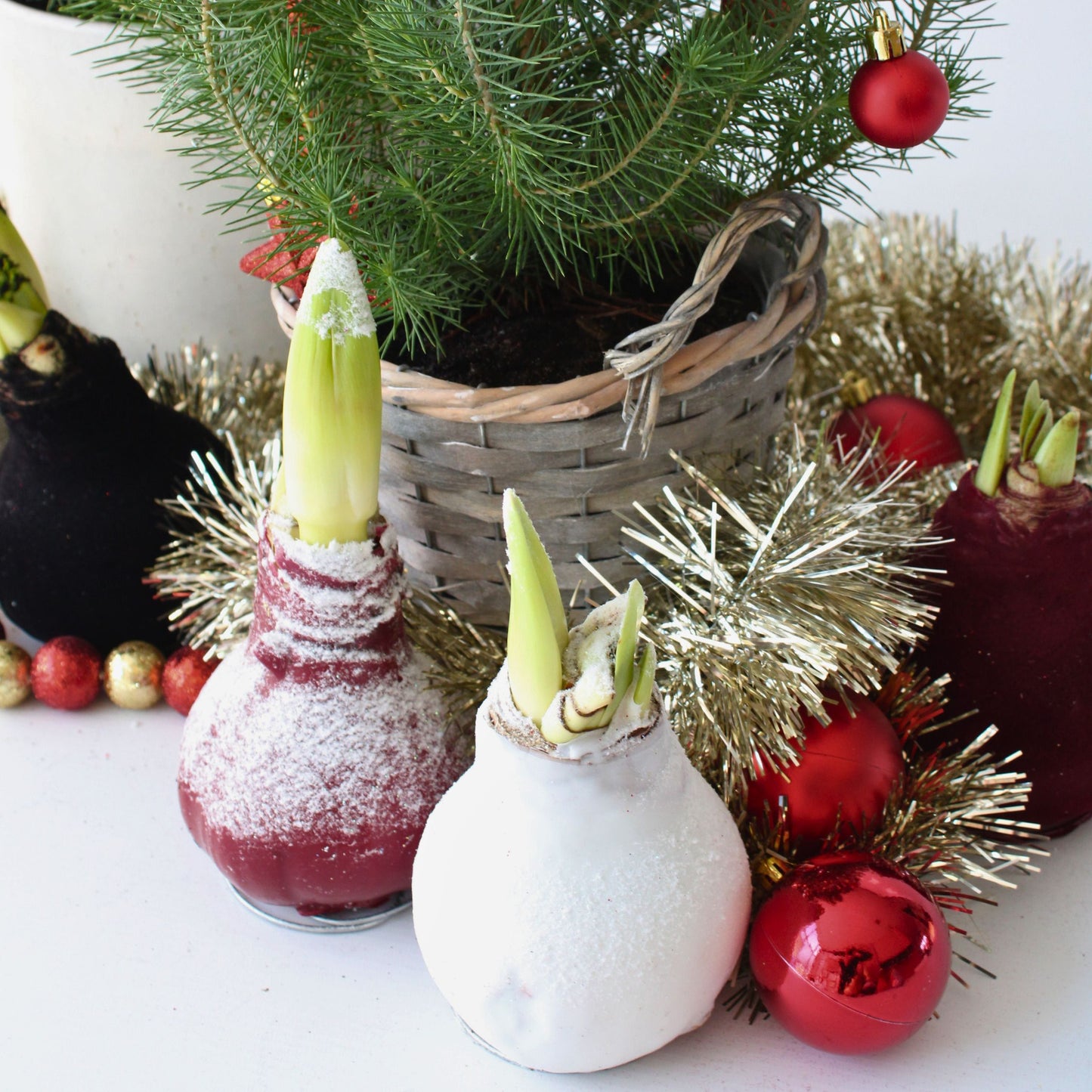 Amarilis - Hippeastrum 'wax Snow Black' - Bulbo De Flor - Rojo