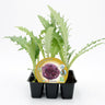 Pack Plantones Alcachofa Violeta De Romagna 6 Ud. Natural - Fitoralia