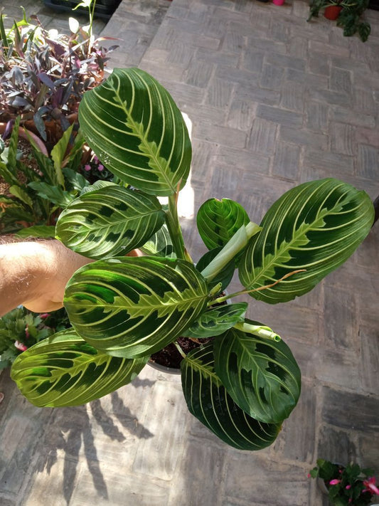 Oferta Maranta Lemon Ø12 Cm 40 Planta De Interior