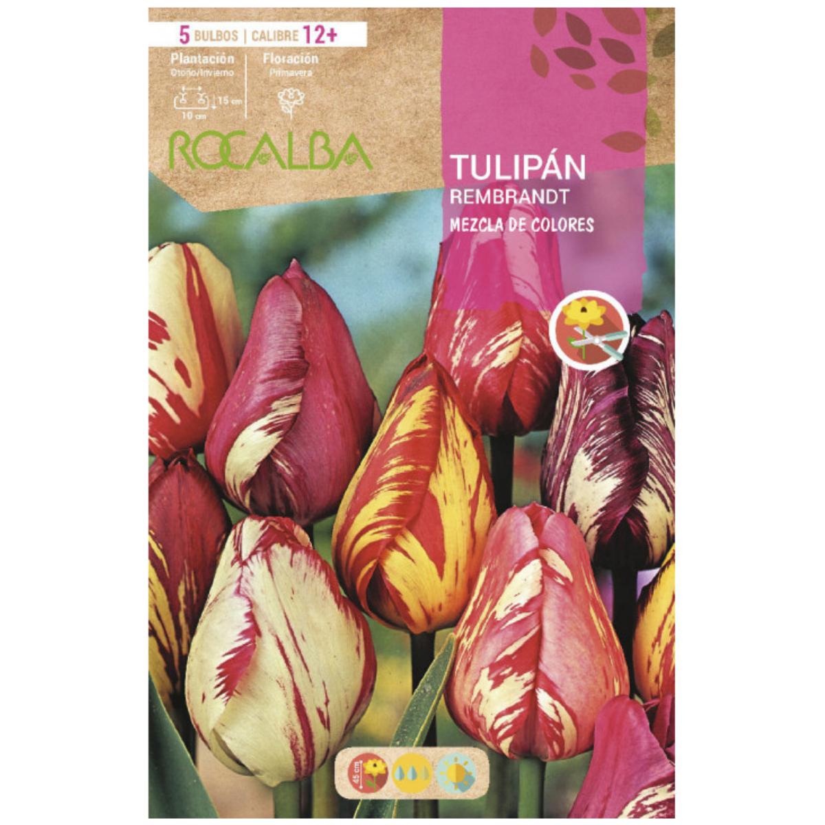 Bulbo Tulipán Rembrandt mezcla 5 uds Rocalba