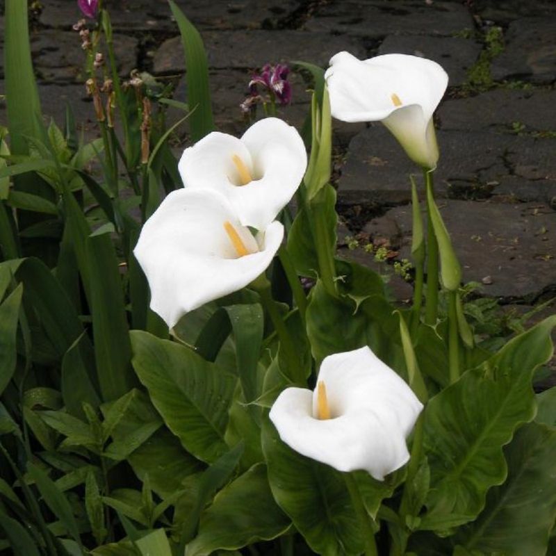 1 Bulbo Zantedeschia Aethiopica Cala Grande_0