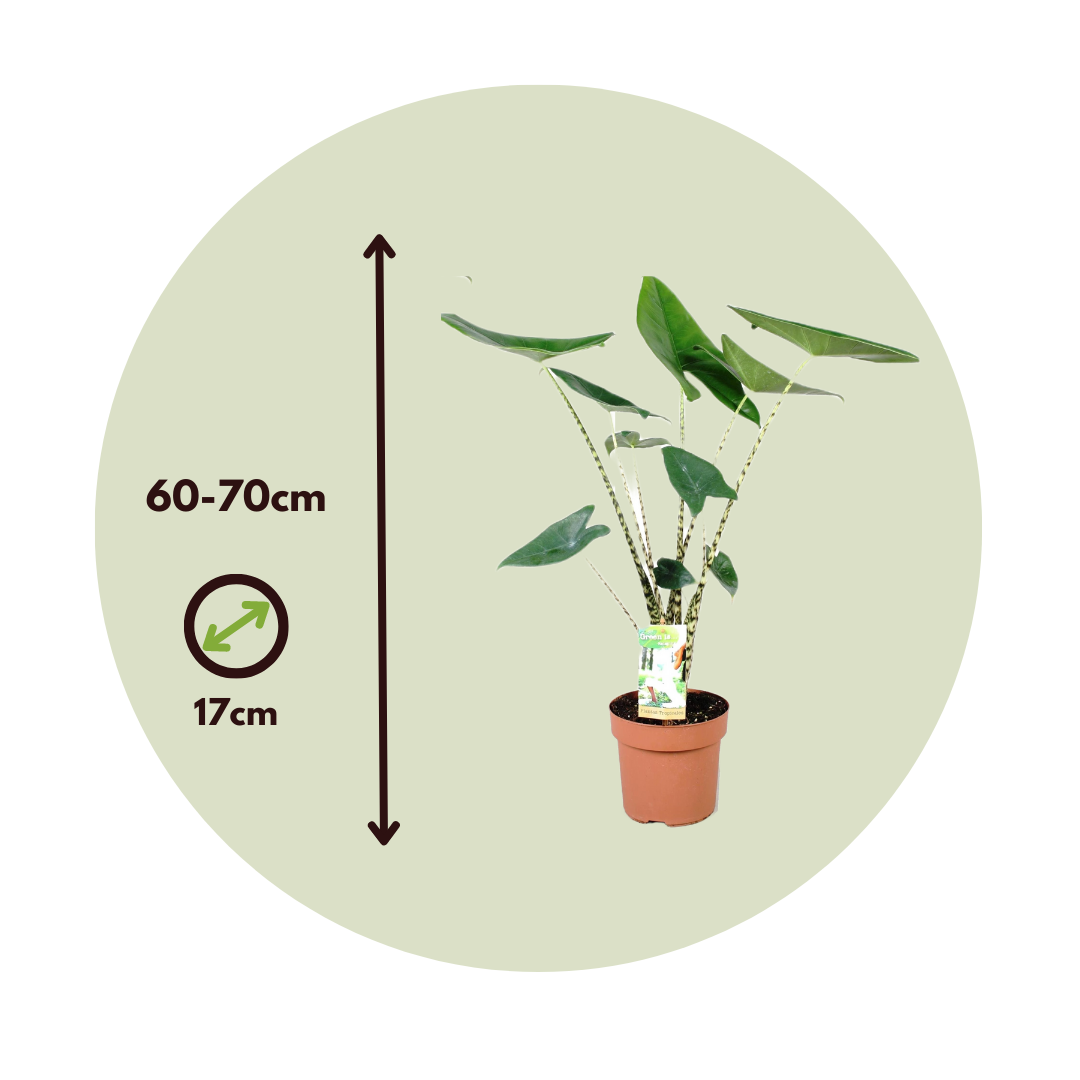Planta Cebra - Alocasia 'zebrina' - Altura 60-70cm - ⌀17cm_2