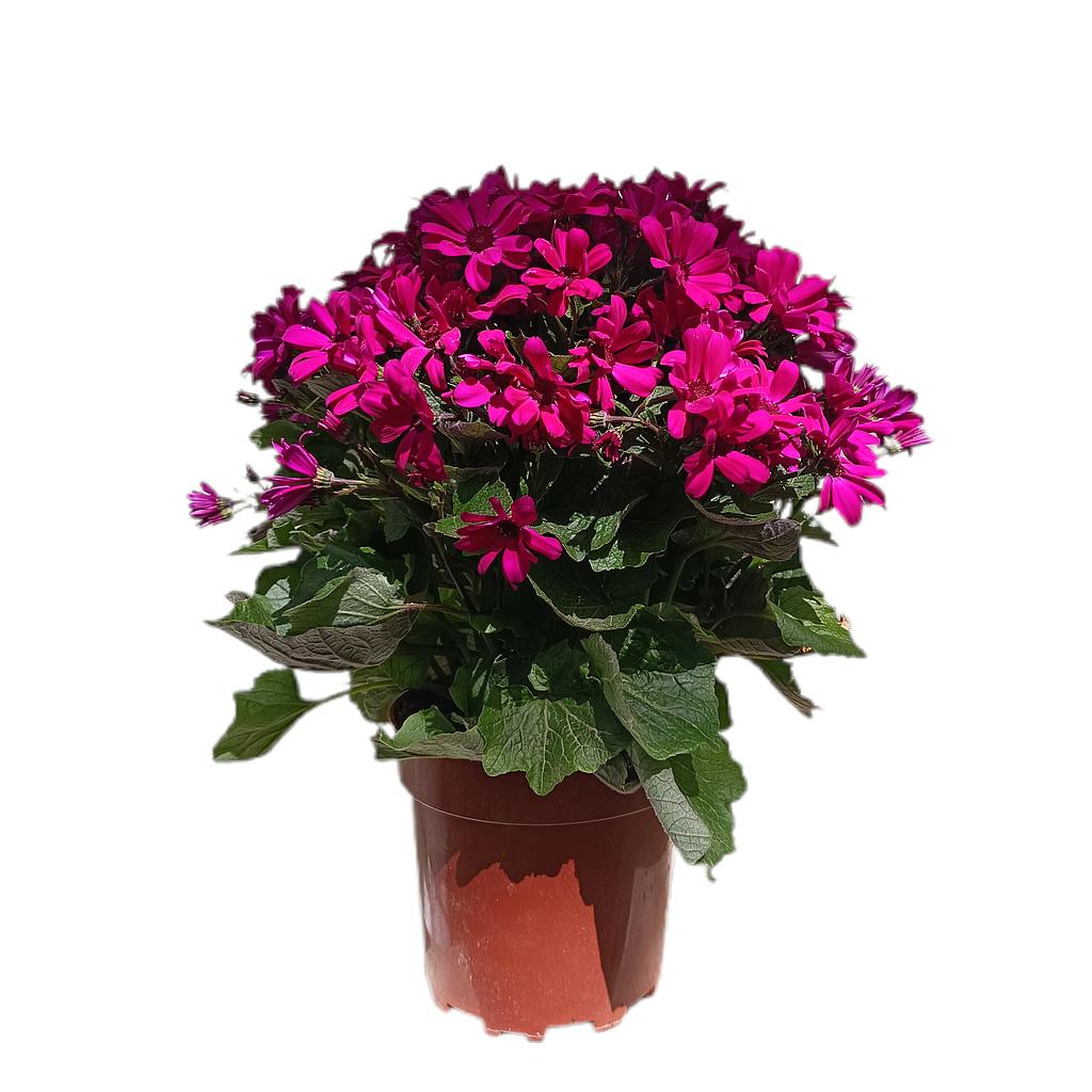 Senetti M17_0