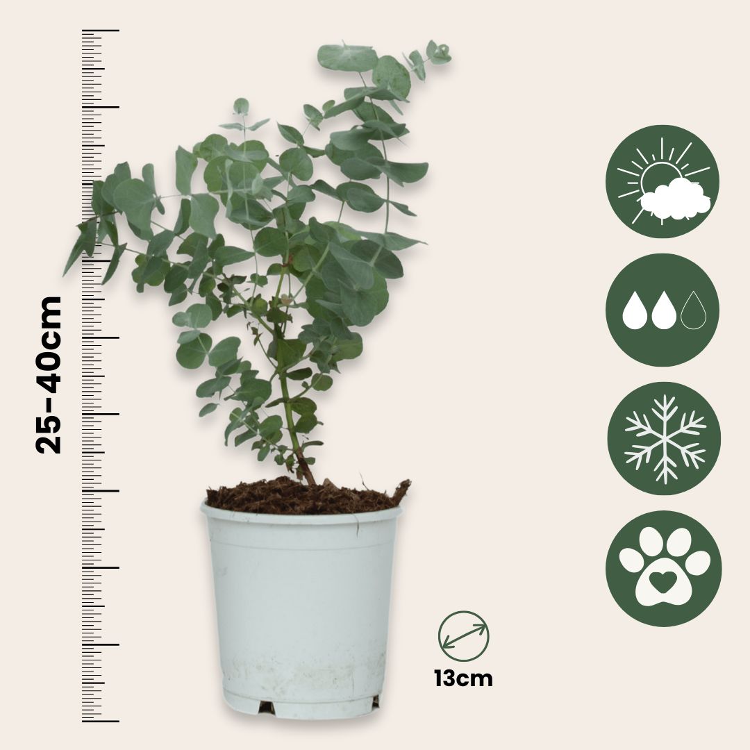 Eucalipto - 4 Pzs - Eucalyptus 'pulverulenta' - Altura 25-40cm - ⌀12cm