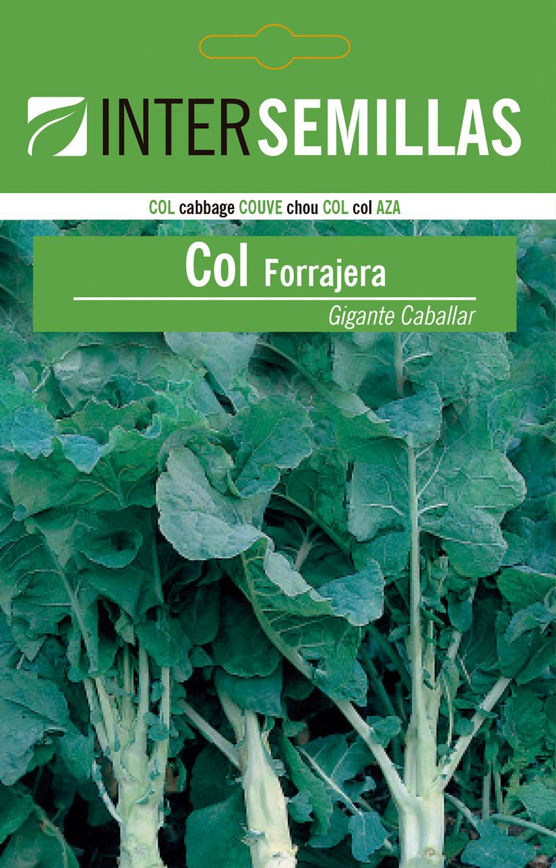 Sobre De Semillas De Col Forrajera Gigante Caballa