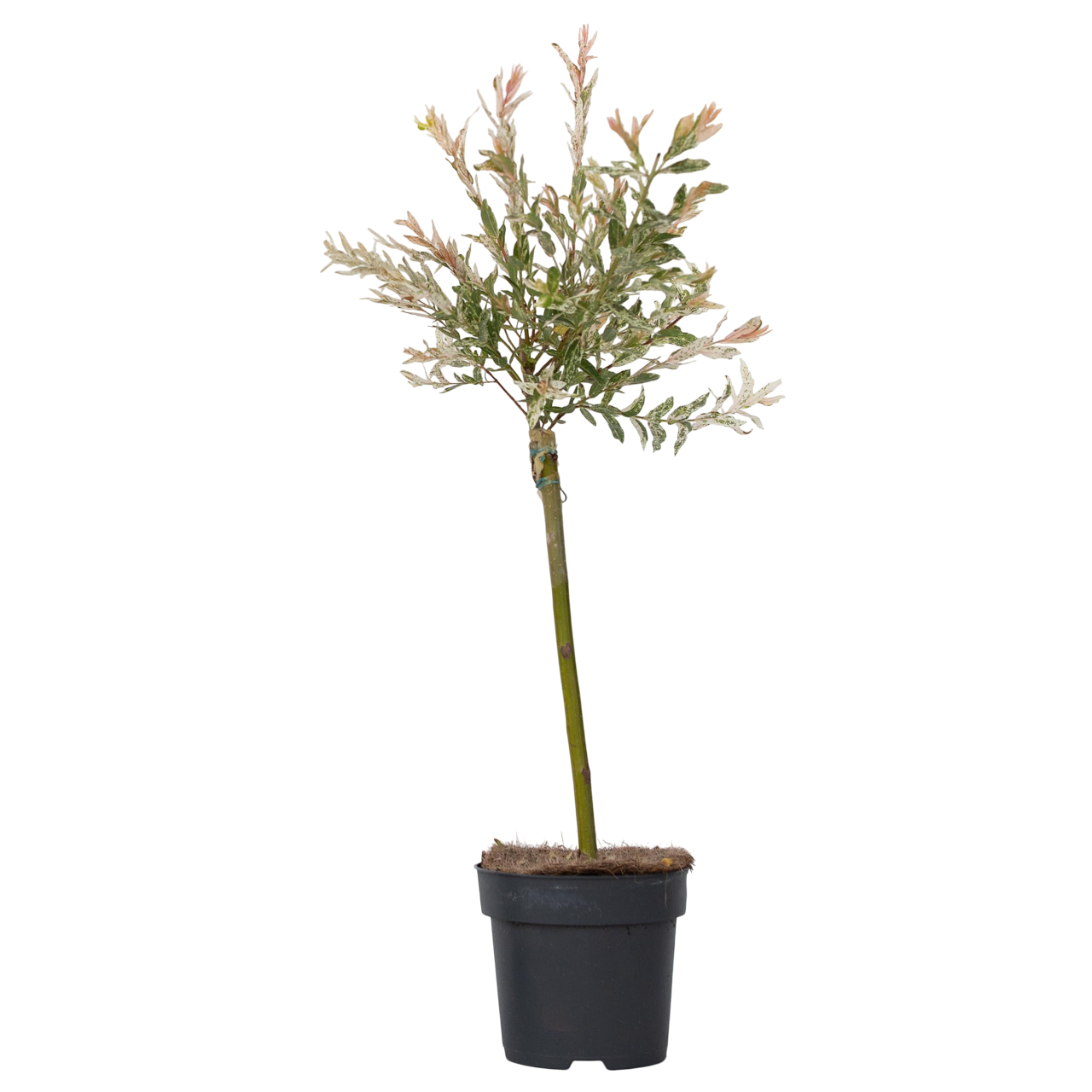 Árbol Flamenco - Salix Integra 'flamingo' - Altura 60-80cm - Maceta 17cm