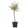 Árbol Flamenco - Salix Integra 'flamingo' - Altura 60-80cm - Maceta 17cm