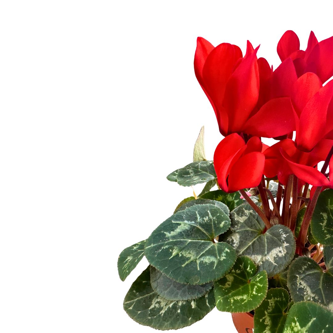 Cyclamen La Planta De Interior Reina Del Invierno Maceta 14cm_1