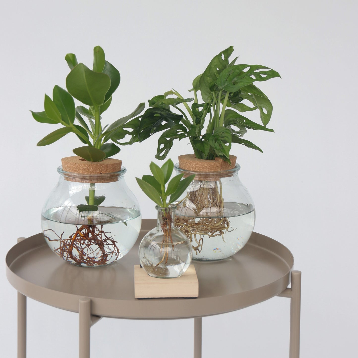 Máscara De Mono - Monstera Adansonii 'monkey Mask' - Altura 25-35cm - ⌀20cm