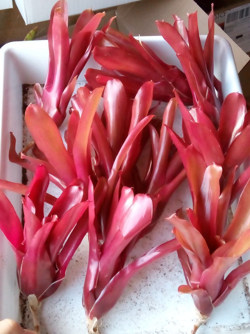 Neoregelia Fireball Planta Bromelia